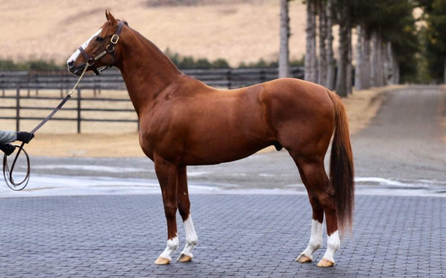 Kazakhstan’s horse Kabirkhan conquers world