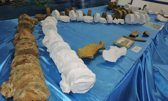 Aktau Museum exhibits ichthyosaur remains found in Mangystau