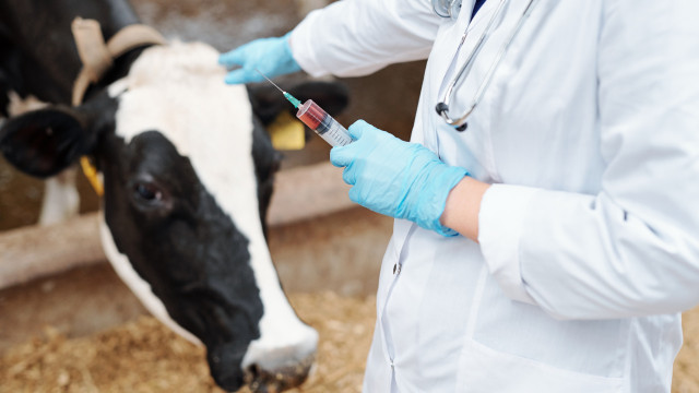 БҰҰ сарапшылары қазақстандық ветеринарлармен қауіпті инфекциялармен күресу тәжірибесін бөлісті