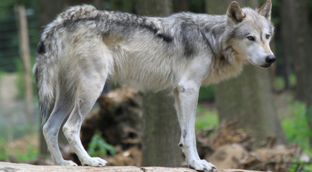 «Талаа карышкыры» Брюсселдеги кинофестивалда баш байгеге ээ болду