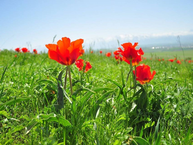 Red Data Book tulips may become tourist brand of southern Kazakhstan