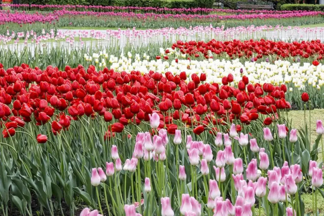 Tulip festival takes place in Almaty