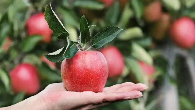 New apple orchards to appear in Almaty