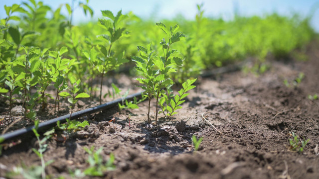 Қозоғистон бўйлаб экин экиш ишлари бошланади