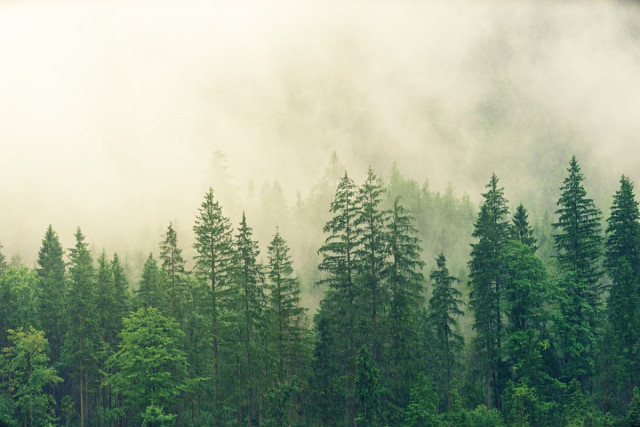 Kazakhstan launches forest protection service