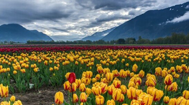 Қозоғистон – лола ватани