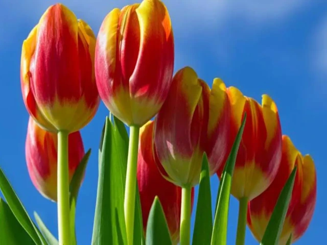 Kazakhstan - homeland of tulips