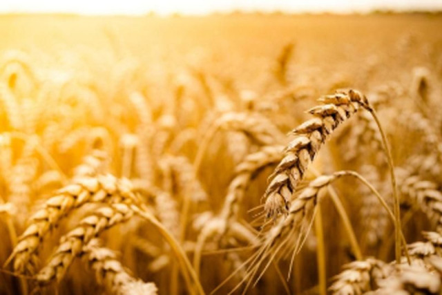 Kazakh scientists develop frost-resistant wheat varieties