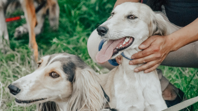 Kazakh Tazy breed may gain international recognition