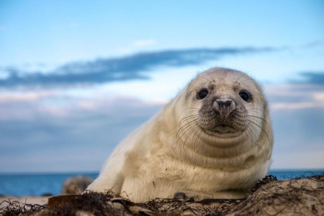 Kazakhstan to create nature reserve to preserve Caspian seal population