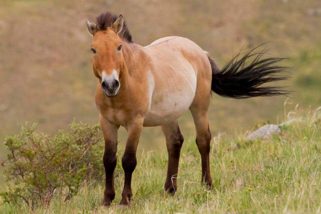 Czech Republic delivers Przewalski’s horses to Kazakhstan