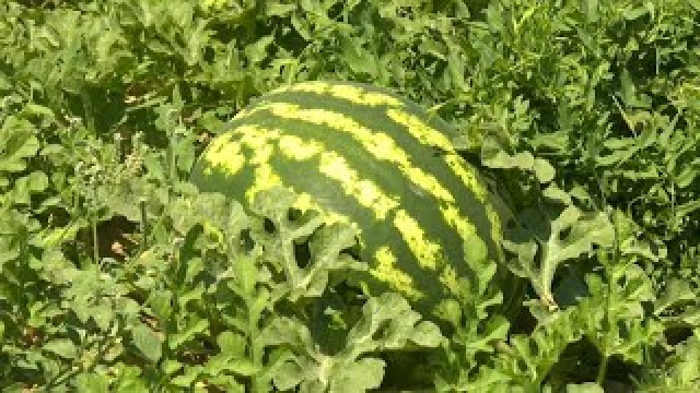 Kızılorda tarımcıları iyi bir hasat bekliyorlar