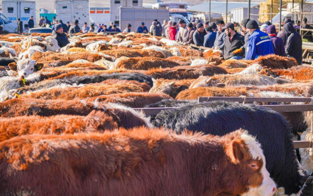 Kazakistan'da ön tarım sayımı yapılacak