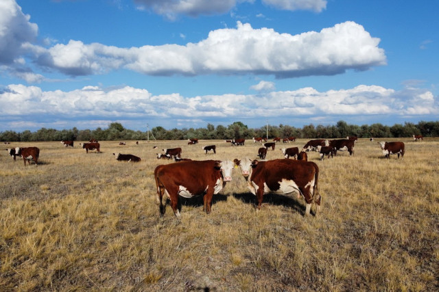 Казакстанда пилоттук айыл чарба каттоосу жүргүзүлөт