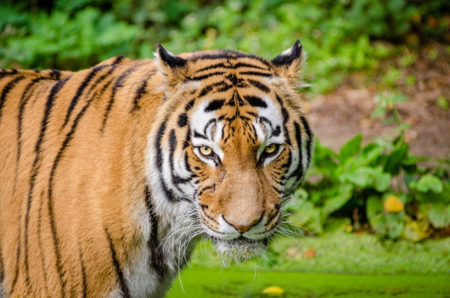 Turanian tigers to be brought from Netherlands to Kazakhstan