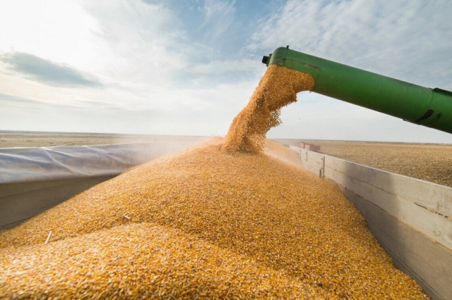 Kazakhstan exports 2.6 million tonnes of wheat in 2024