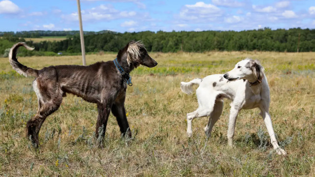 Tazının genetik eşsizliği bilimsel olarak kanıtlandı