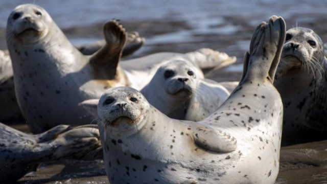 156 Каспий итбалыгына эн салынды