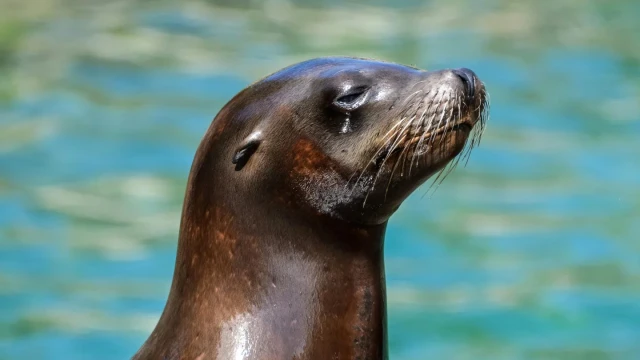 156 hazar fok balığına çip takılacak