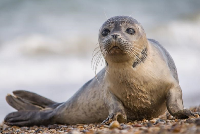 Caspian seals to be collected for scientific research in Kazakhstan