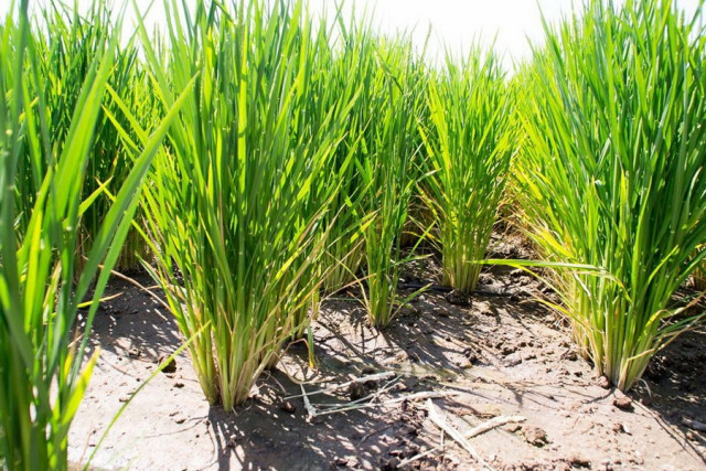 Kazakh rice farmers adopt new irrigation technologies