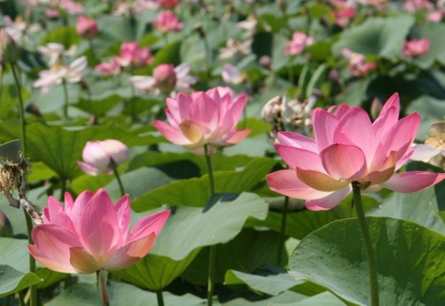 Lotus valley blooming attracts tourists to Atyrau region