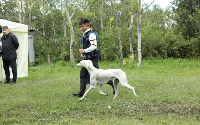 Астанада «Казак тазылары» аттуу көргөзмө өттү