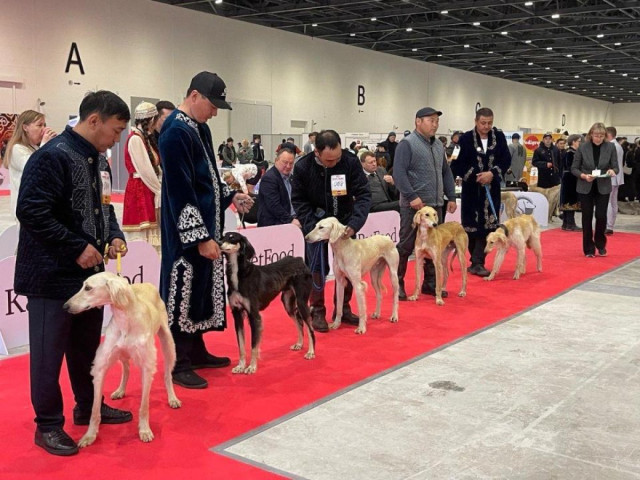 Astana’da «Kazak tazısı» özel sergisi gerçekleştirildi