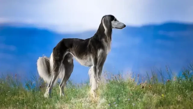 Този зоти расман тан олинди