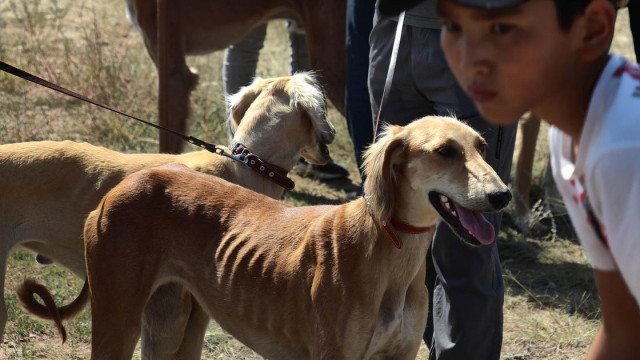 Tazı resmi köpek ırkı olarak kabul edildi