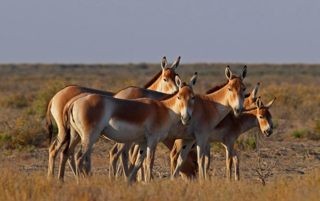 New website featuring Kazakhstan’s fauna presented in Astana