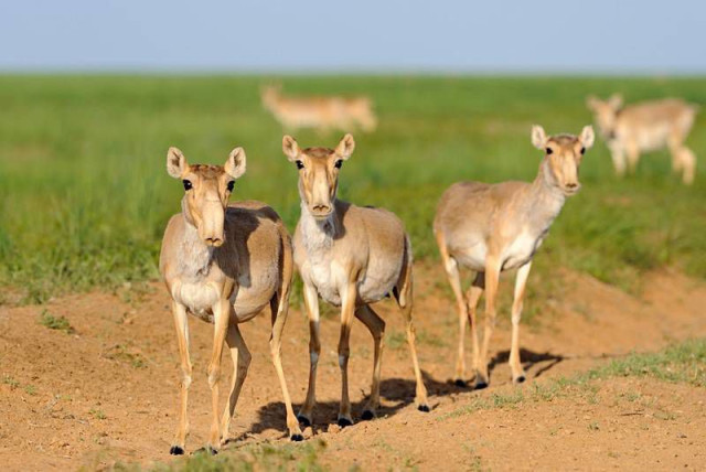 Казахстанская природоохранная инициатива объявлена финалистом глобального экологического конкурса