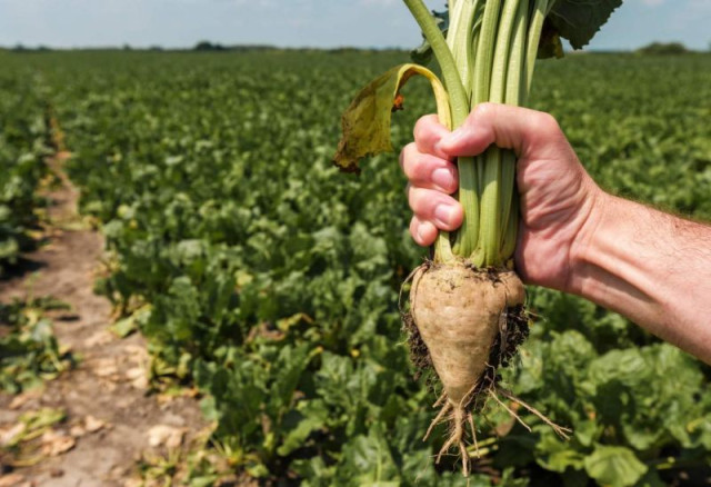 High yield of sugar beets harvested in Zhetisu region