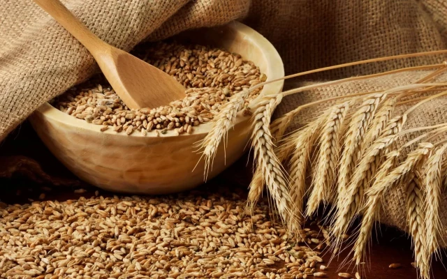 Kazakhstan set to increase grain exports to foreign markets