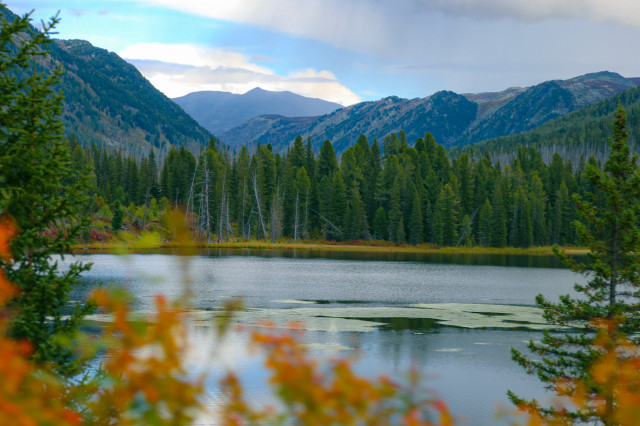 Қазақстанда орман мен саябақ алқаптары кеңейтіледі