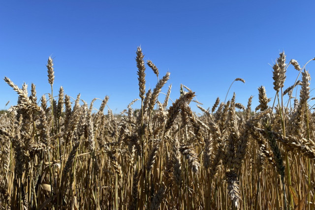 Kazakhstan to assist Afghanistan in wheat cultivation