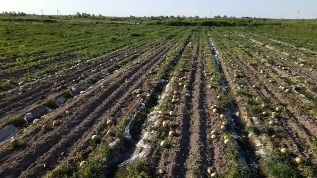 Казакстанда сугат сезону аяктады