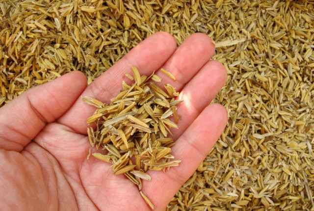 Kazakh scientists develop nanocomposite from rice husk