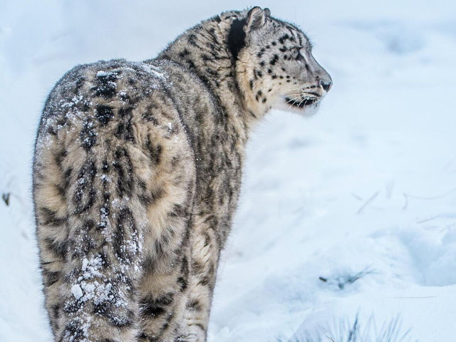 Kazakhstan and Kyrgyz Republic sign memorandum on snow leopard conservation