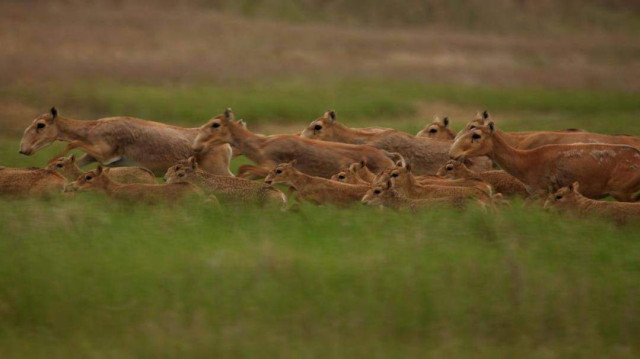 «Олтин дала» ташаббуси Earthshot Prize мукофотини олди