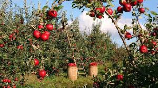 Қазақстанда апорт қайта жаңғырады