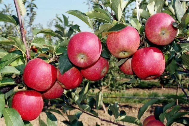 Kazakhstan revives legendary Aport apple variety