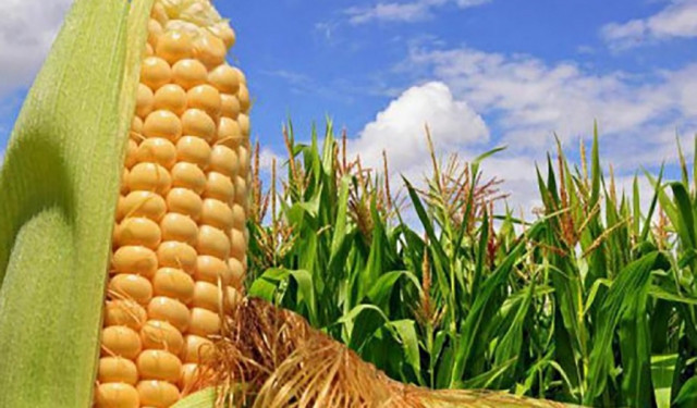 Кыргызстандын дыйкандары быйыл жүгөрүнүн мол түшүмүн күтүүдө