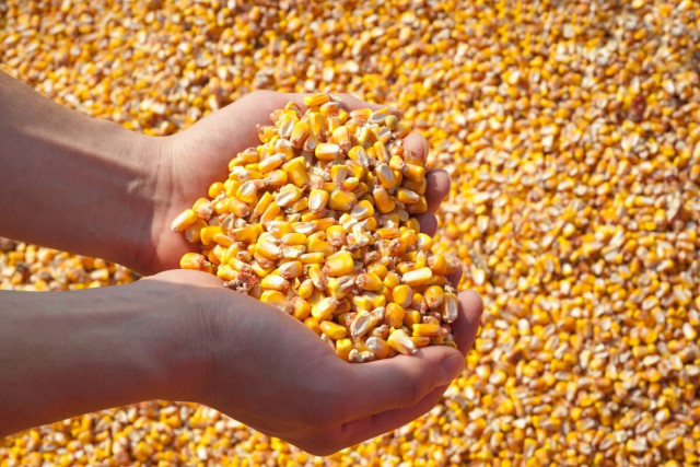 Kyrgyz farmers expect bountiful corn harvest this year