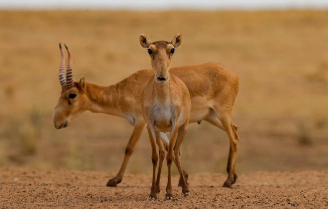 Populations of rare animals being restored in Kazakhstan