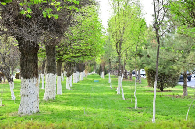 Greening campaign underway in Shymkent