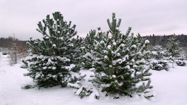 Шымкентте шаарды жашылдандыруу өнөктүгү жүрүп жатат