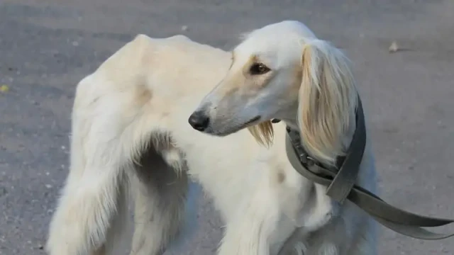 Казакстандык тайган ит породасы патент алды