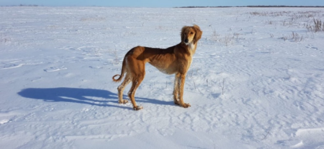 Kazakh Tazy dog breed receives patent