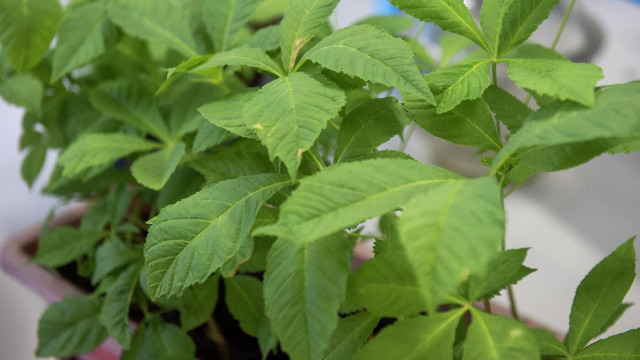 Kazakhstan, Türkiye to cooperate in plant quarantine and protection